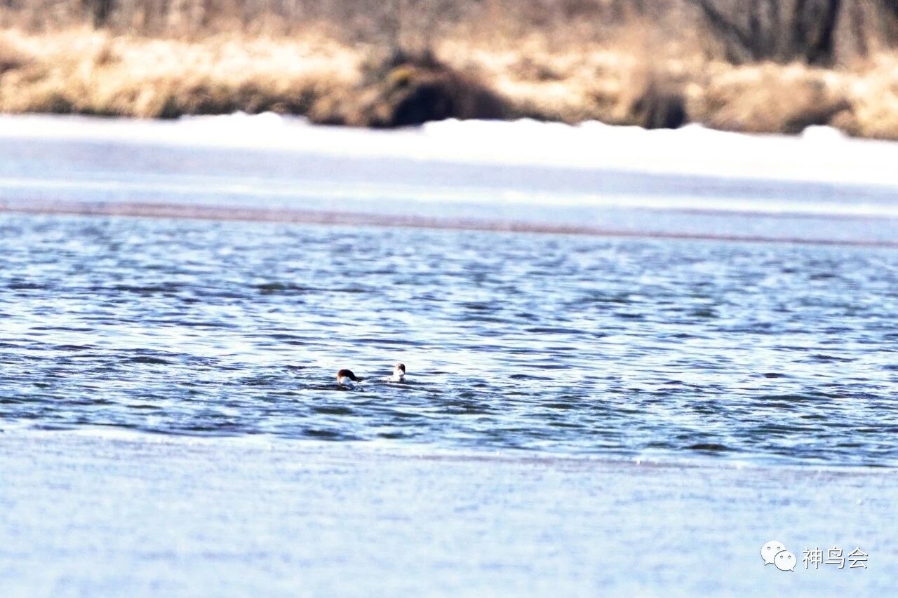 林区新鸟：斑头秋沙鸭