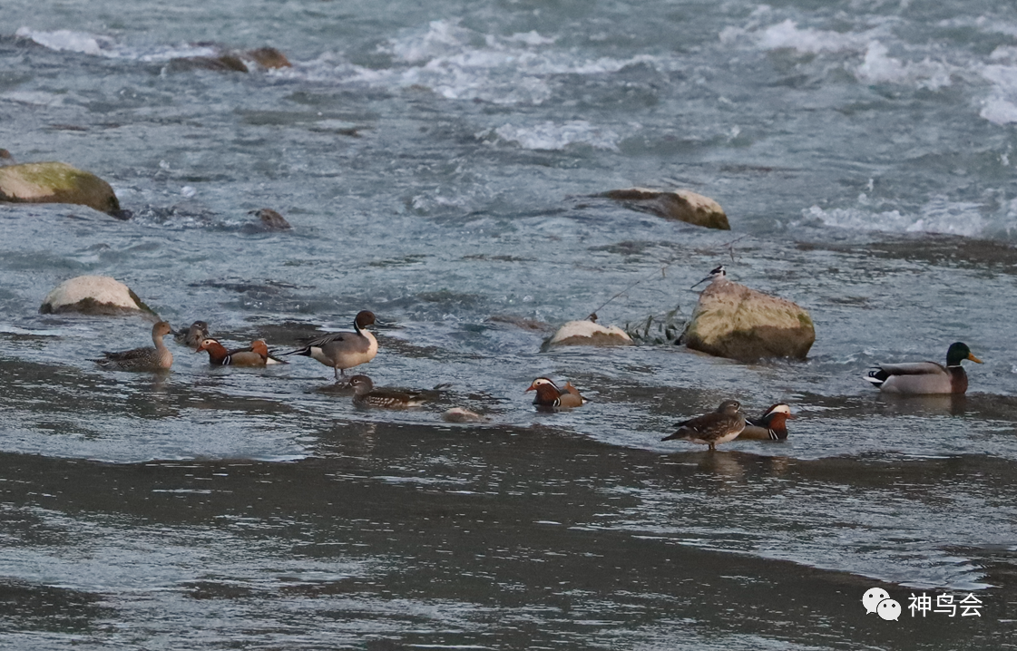 林区新鸟：针尾鸭