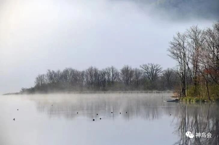 林区新鸟：斑头秋沙鸭