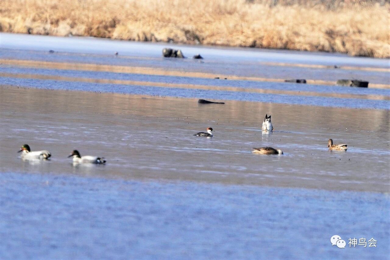 林区新鸟：斑头秋沙鸭