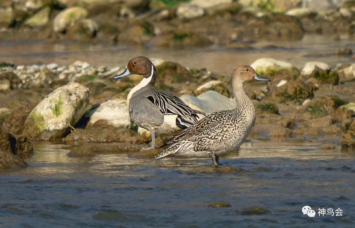 林区新鸟：针尾鸭
