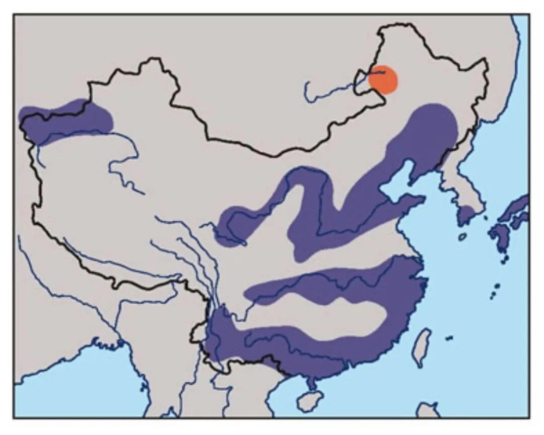 林区新鸟：斑头秋沙鸭