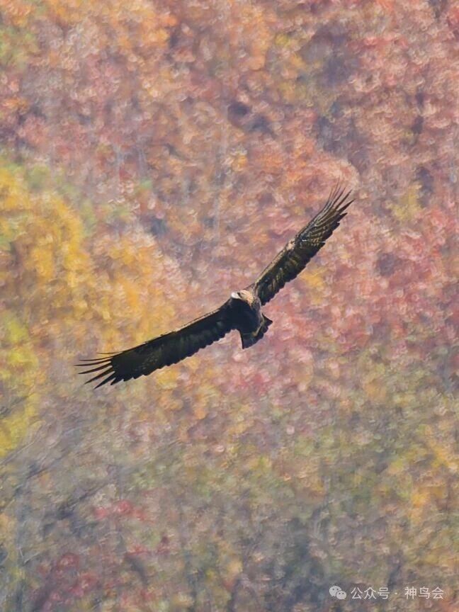 金秋宋洛，金雕翱翔