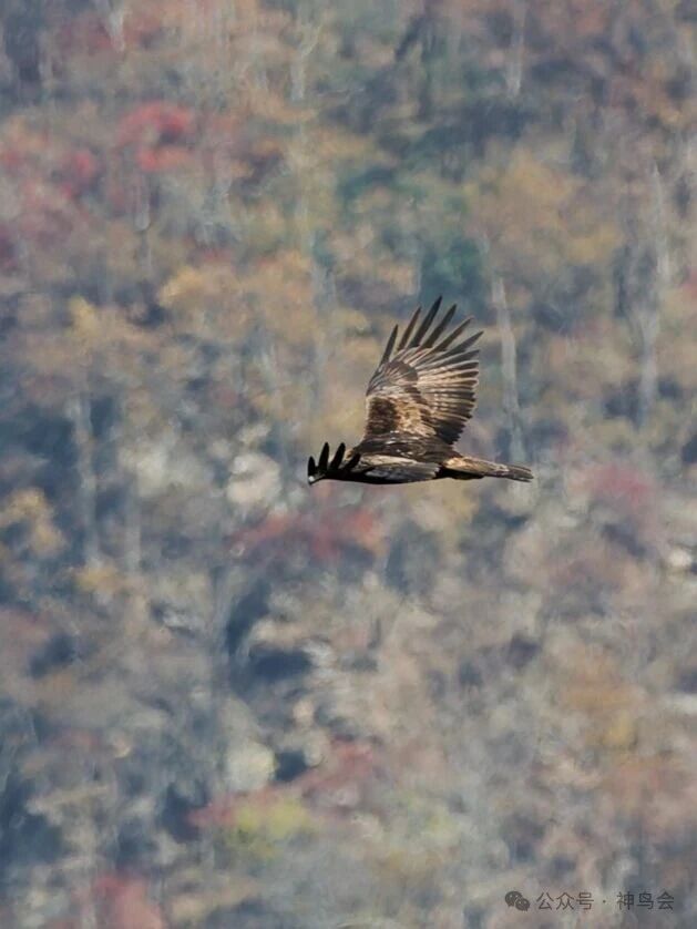 金秋宋洛，金雕翱翔