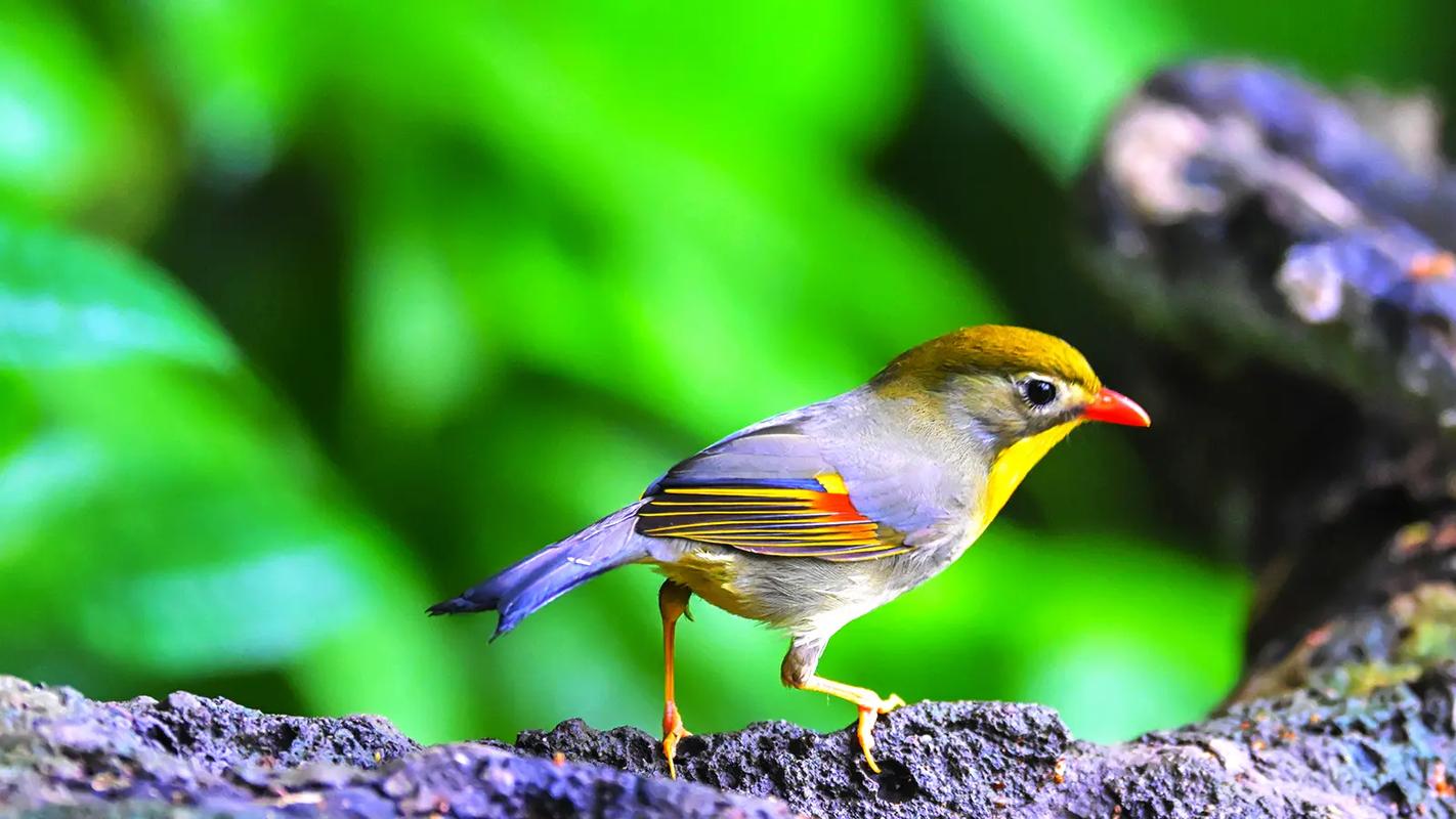 会员精选作品：精选鸟