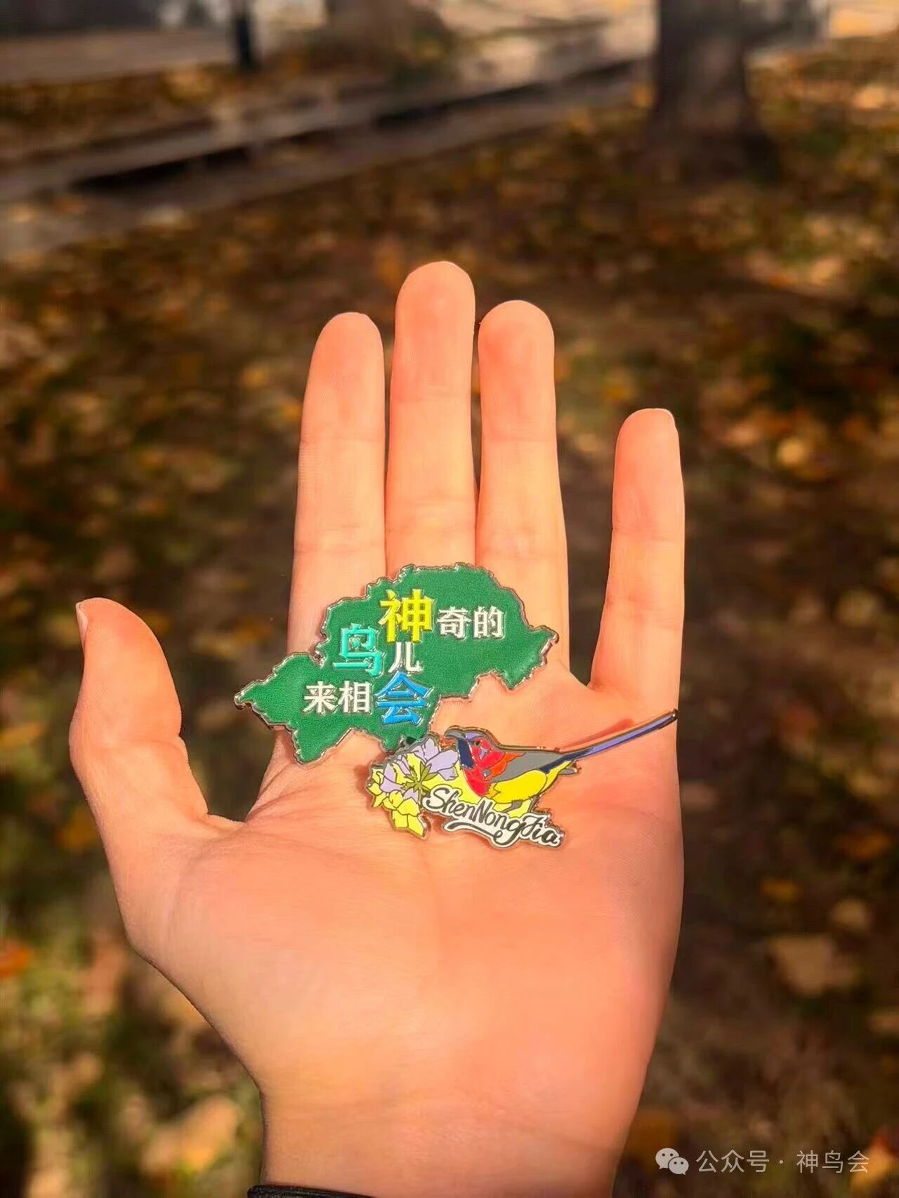 北京：南方鸟儿的相会