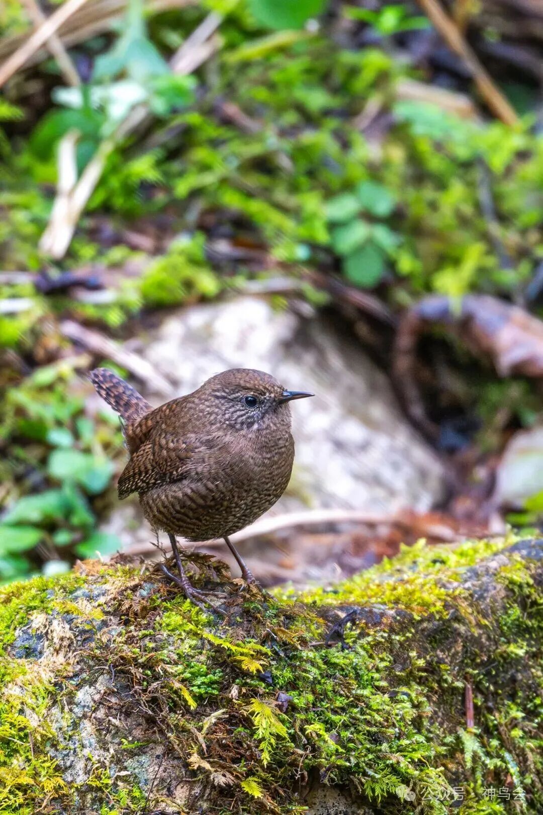 赴约山林，对话自然：宜昌队获神农架观鸟赛冠军