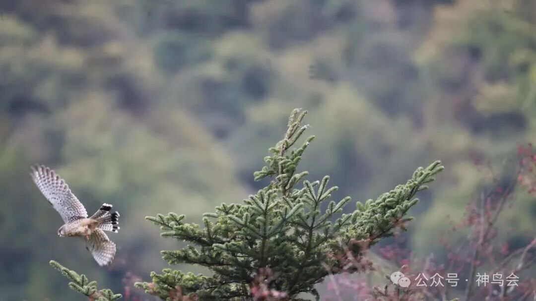 神农架观鸟吟：参加第六届“神农架杯”观鸟活动有感