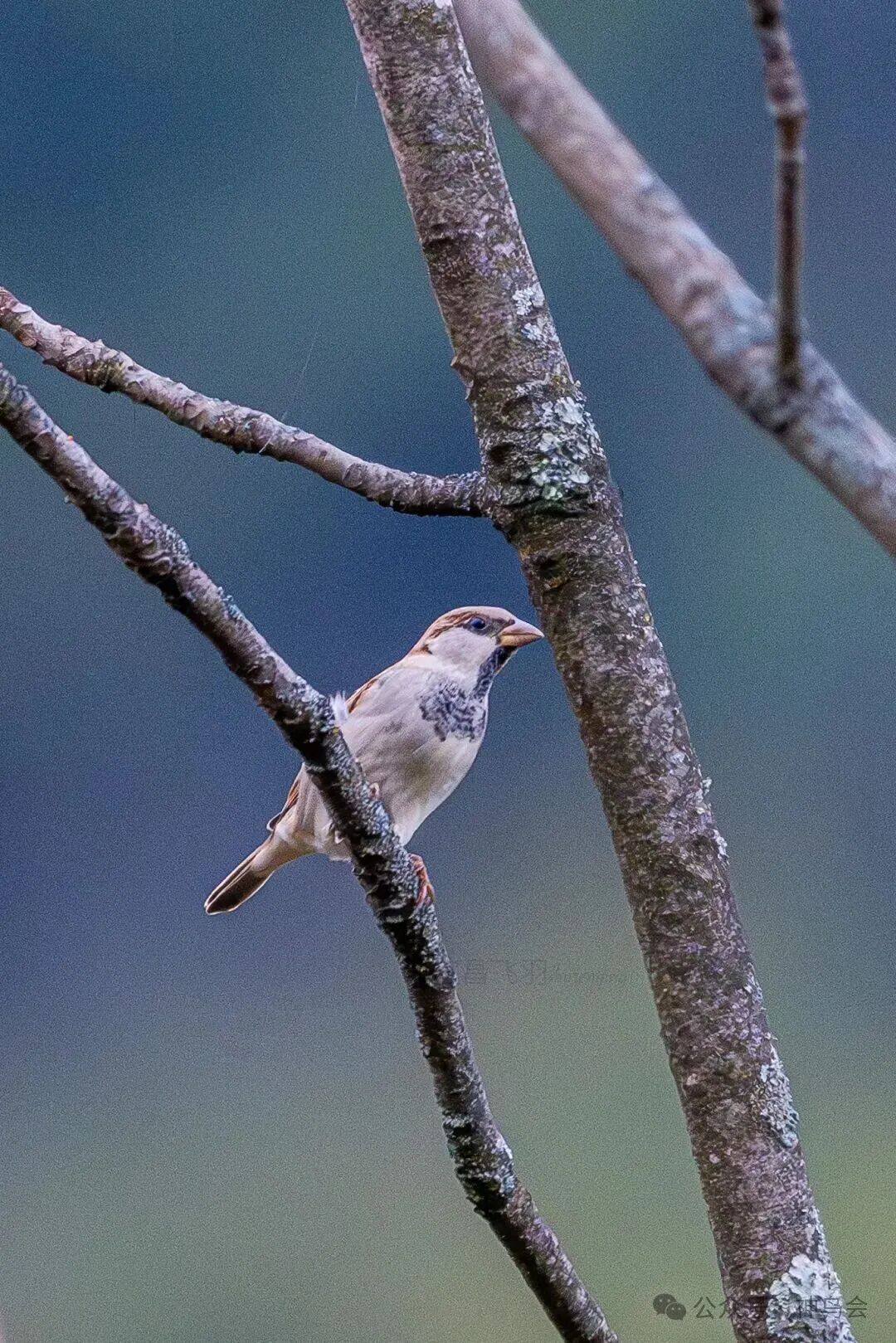 赴约山林，对话自然：宜昌队获神农架观鸟赛冠军
