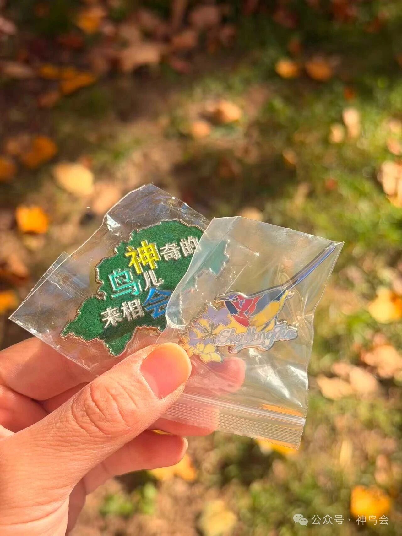 北京：南方鸟儿的相会