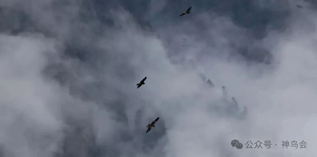 神农架观鸟吟：参加第六届“神农架杯”观鸟活动有感