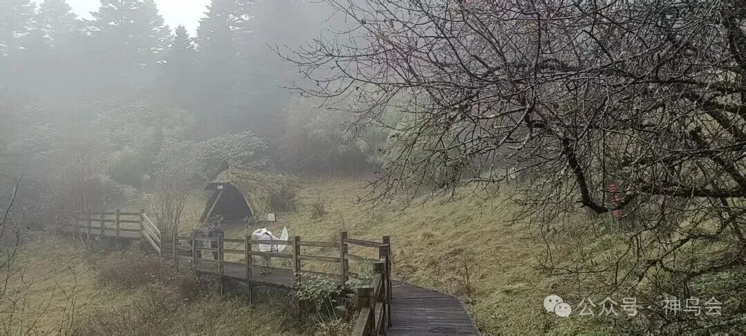 神农架观鸟吟：参加第六届“神农架杯”观鸟活动有感