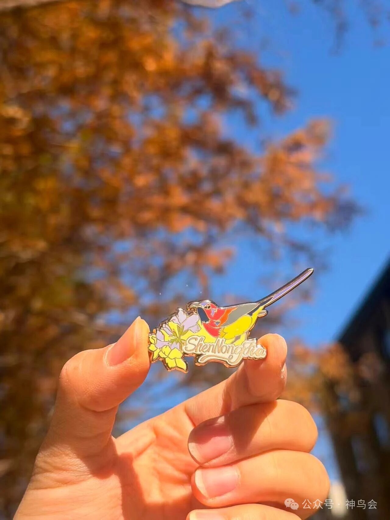 北京：南方鸟儿的相会