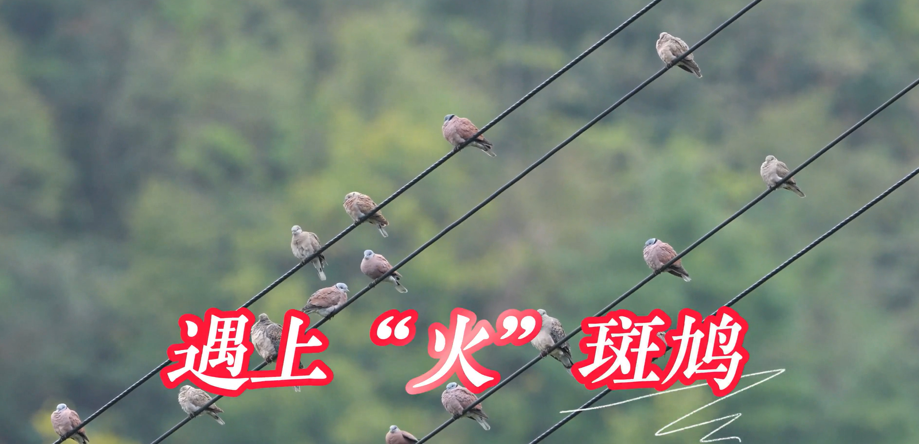 鸟赛开张，“火”气先行