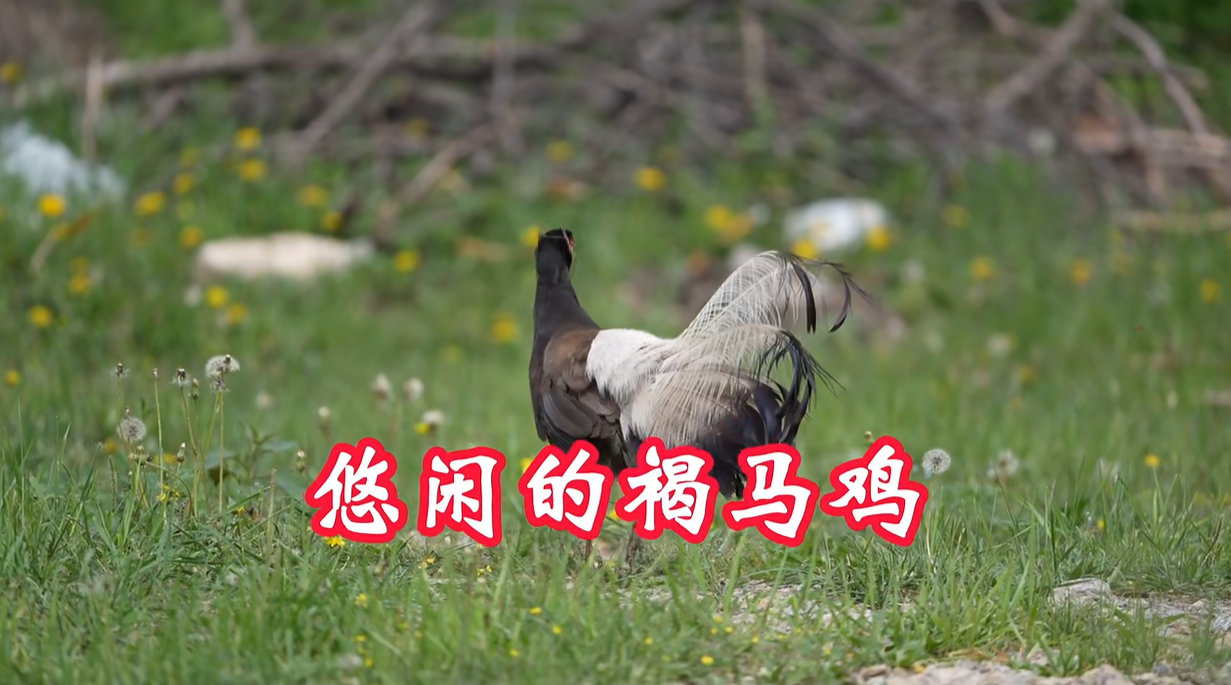 会员精选作品：人说山西好观鸟