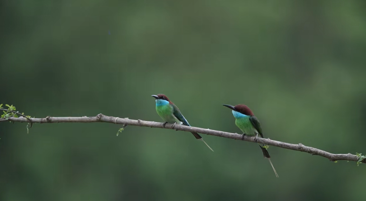 红安七里坪：镜头里的生态与生机