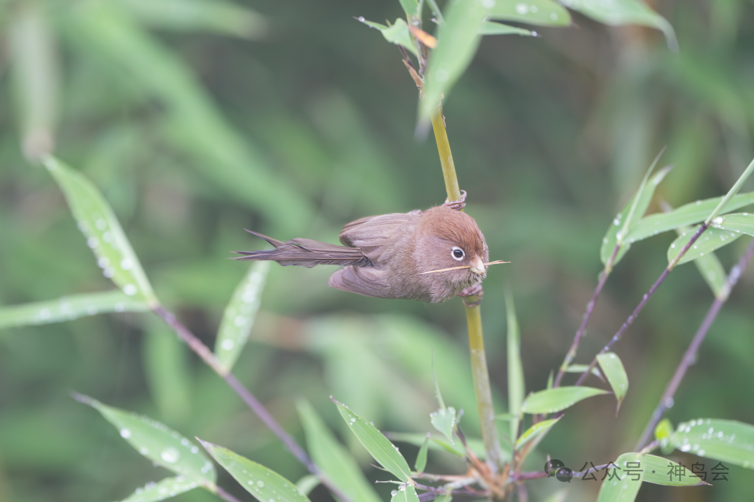 Born in China：神农架的19种中国特有鸟类