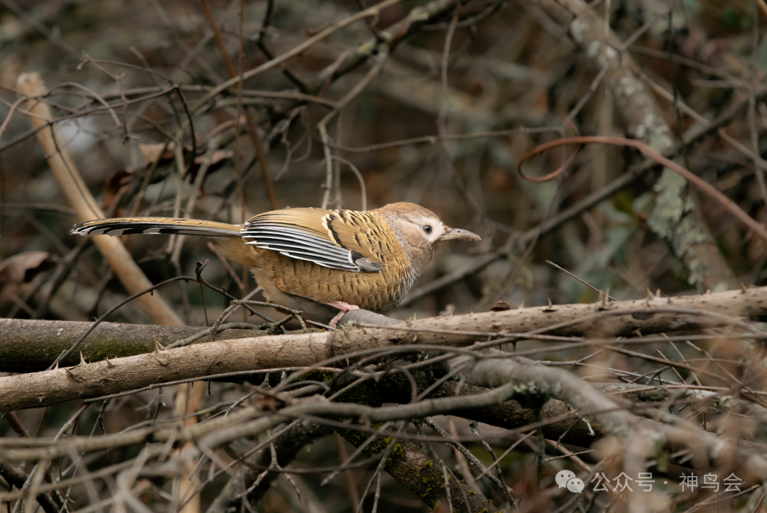 Born in China：神农架的19种中国特有鸟类