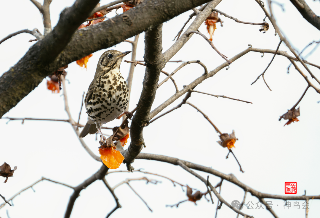 Born in China：神农架的19种中国特有鸟类