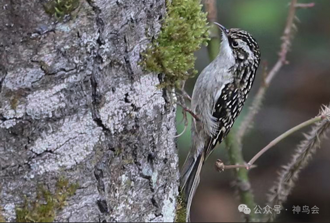 Born in China：神农架的19种中国特有鸟类