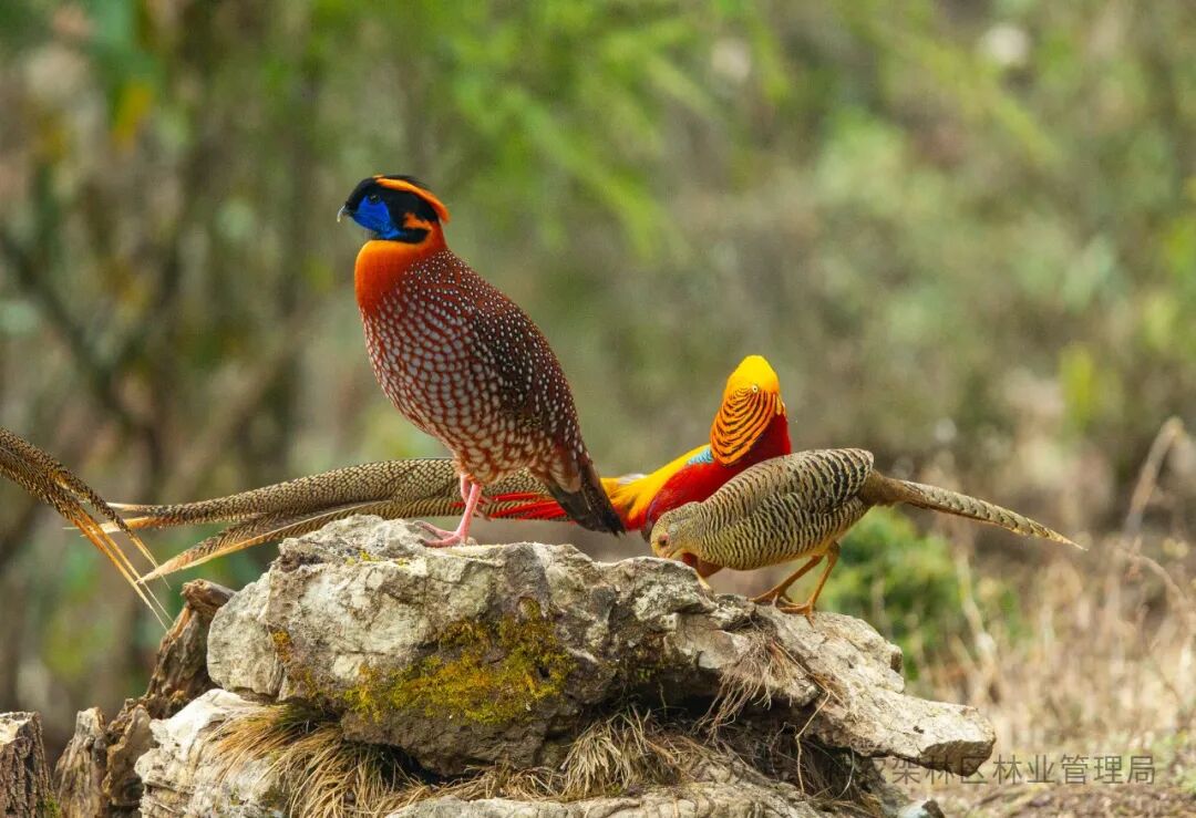 神农架林区观鸟协会正式成立助力地方经济发展