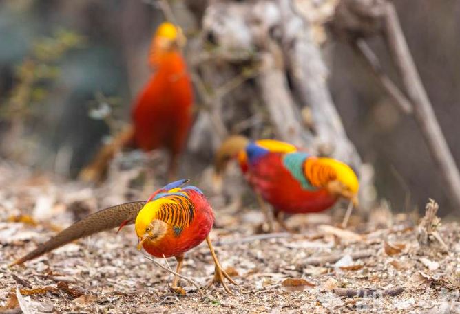 到神农架观鸟去  作者：吴太地
