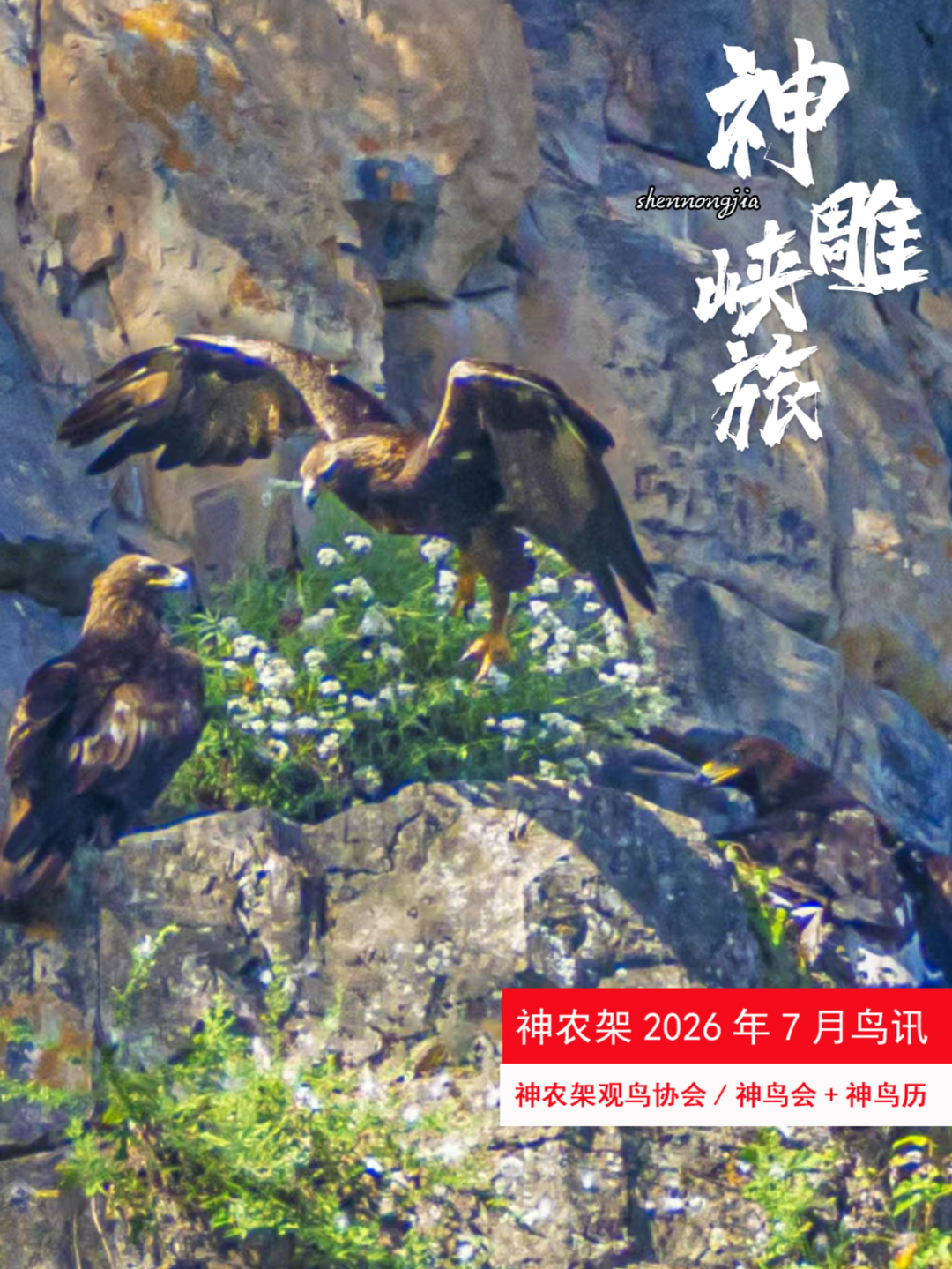 神雕峡旅：神农架2026年7月鸟讯